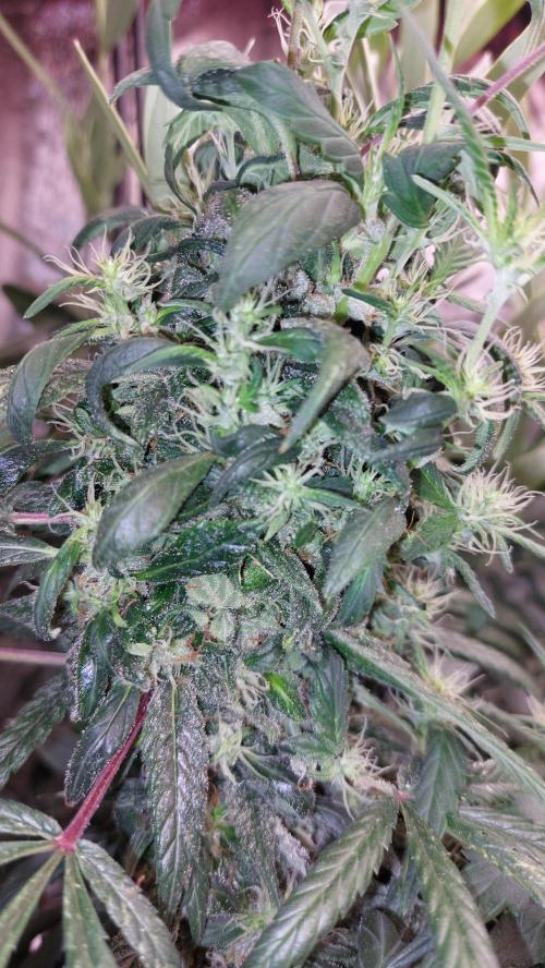 Reveg.Y-Griega. Week 6