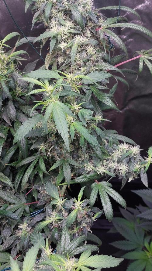 Reveg.Y-Griega. Week 6