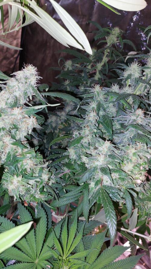 Reveg.Y-Griega. Week 7