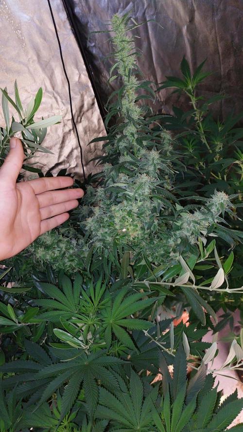 Reveg.Y-Griega. Week 7