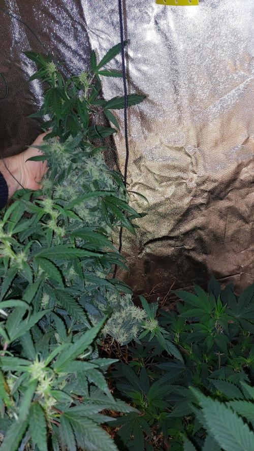 Reveg.Y-Griega. Week 7