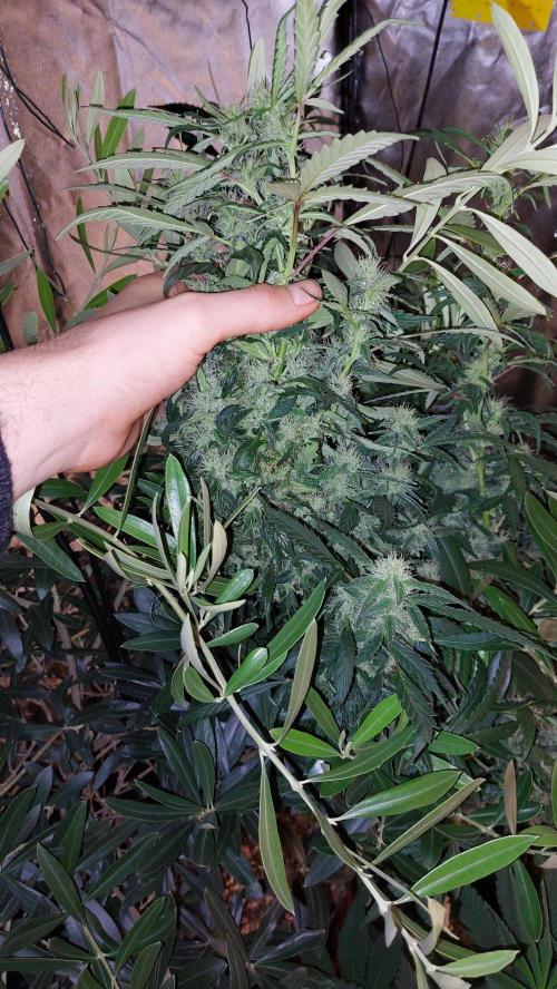 Reveg.Y-Griega. Week 7