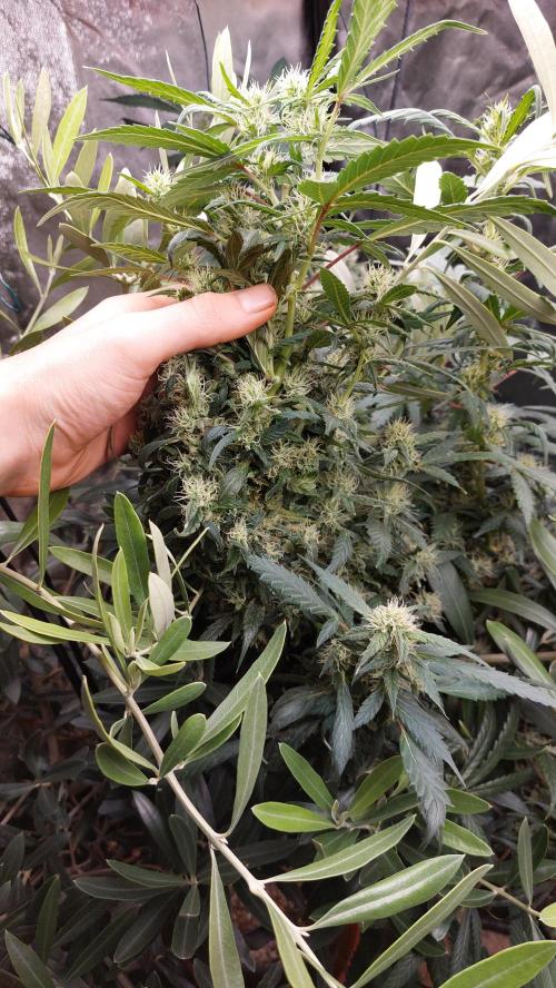 Reveg.Y-Griega. Week 7