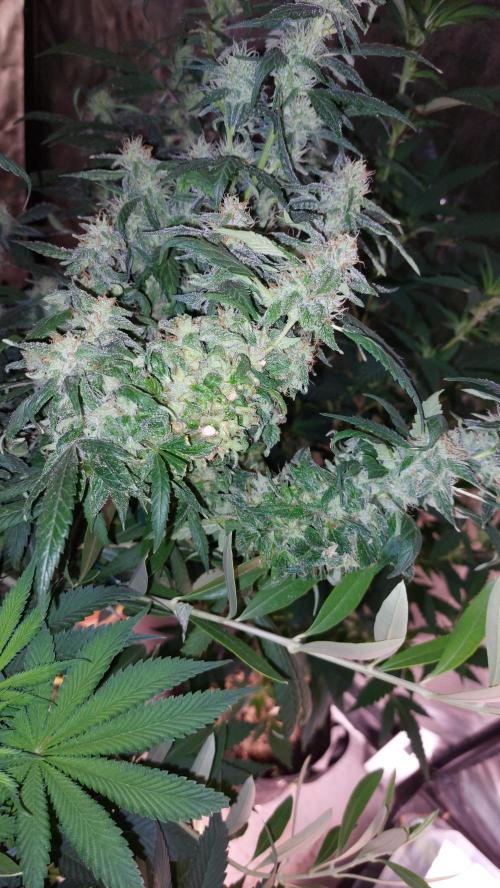 Reveg.Y-Griega. Week 8