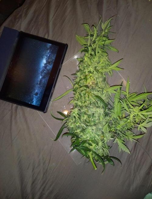 Reveg.Y-Griega. Week 15 - 8½ Kurix