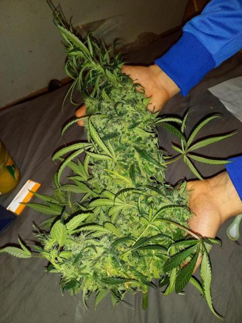 Reveg.Y-Griega. Week 15