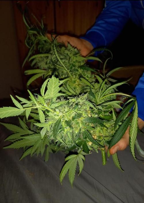 Reveg.Y-Griega. Week 15 - Es ist ein Mädchen