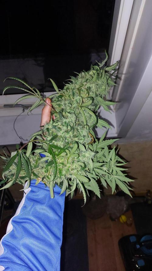 Reveg.Y-Griega. Week 15 - Es sind Zwillinge