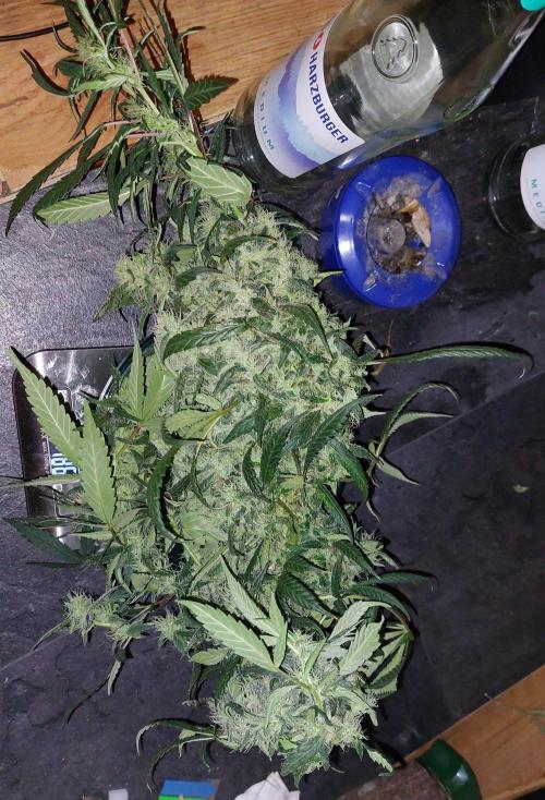 Reveg.Y-Griega. Week 15