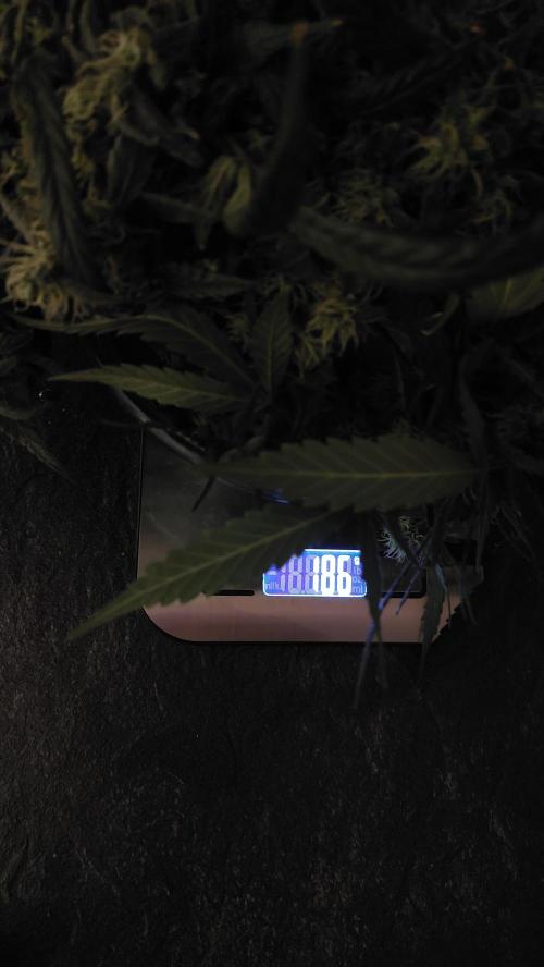 Reveg.Y-Griega. Week 15