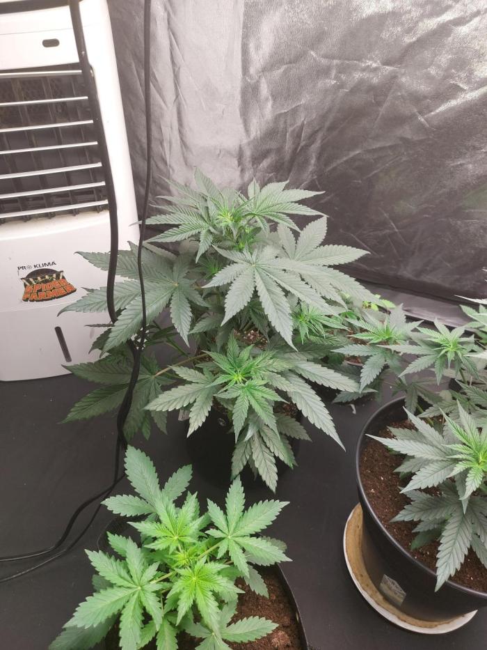 WeddingCakeAuto. Week 4