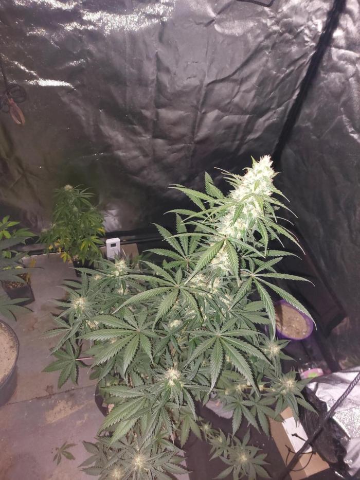 WeddingCakeAuto. Week 5