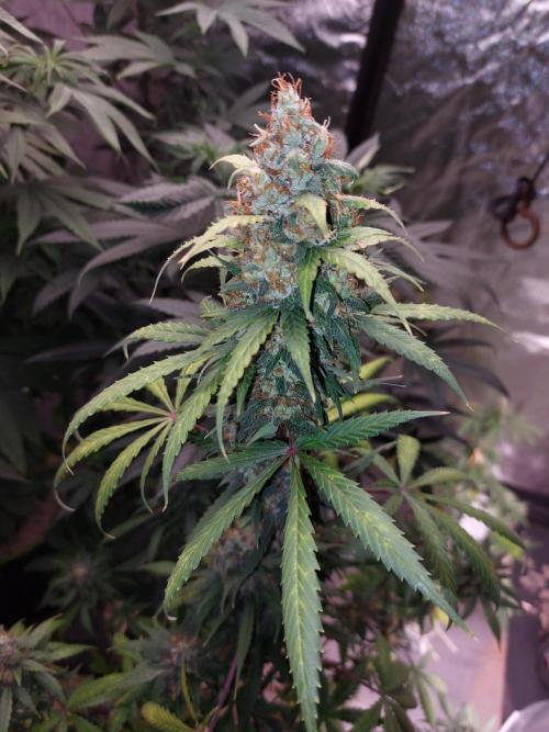 WeddingCakeAuto. Week 9