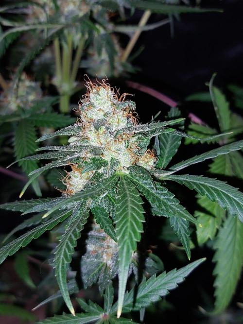 WeddingCakeAuto. Week 9