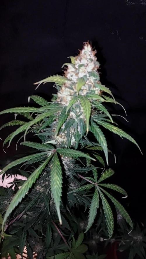 WeddingCakeAuto