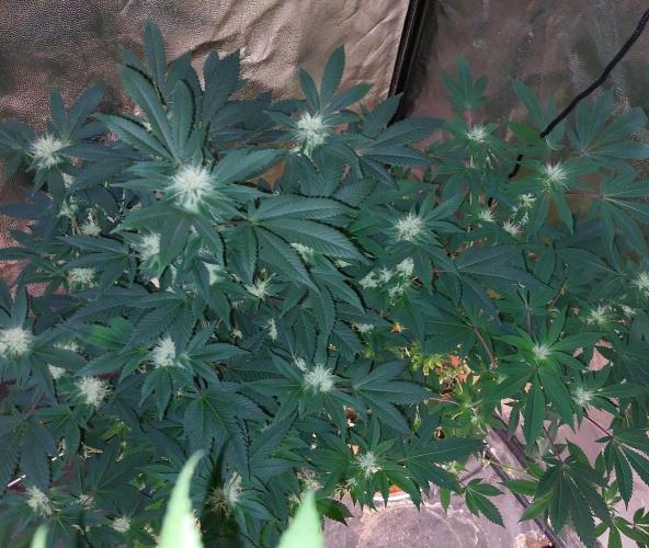 BlueForestBerry. Week 5