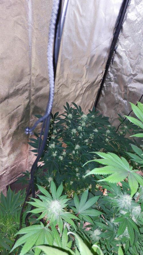 BlueForestBerry. Week 5