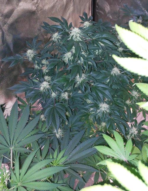 BlueForestBerry. Week 5