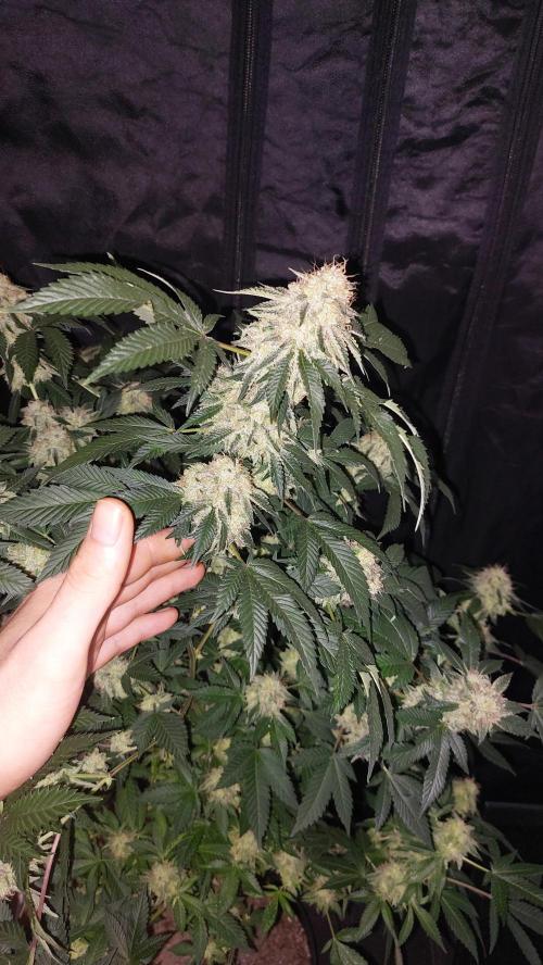 BlueForestBerry. Week 8