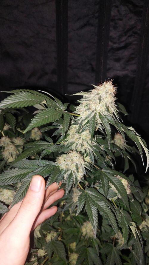 BlueForestBerry. Week 8