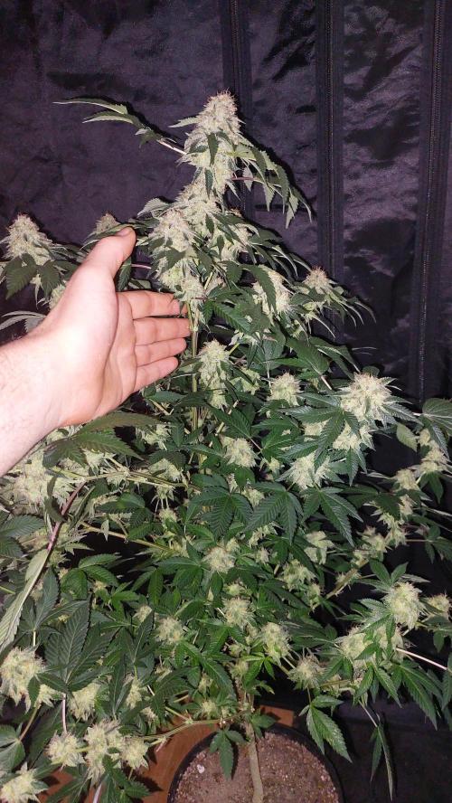 BlueForestBerry. Week 8