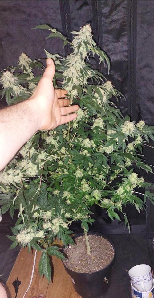 BlueForestBerry. Week 9 - Hier nochmal die andere im Vergleich 