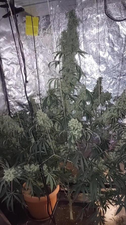 FloridaGasPack