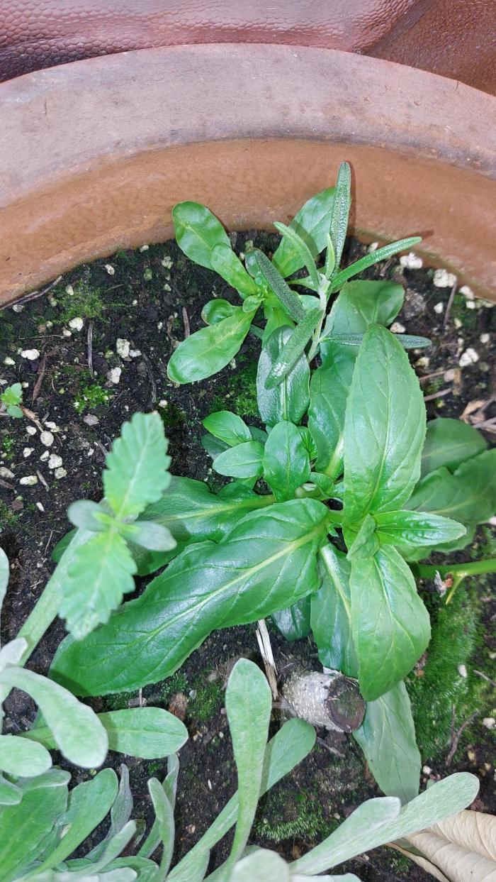 BlueSushi. Week 1 - Ich habe sie in den alten Topf der Green Crack gepflanzt