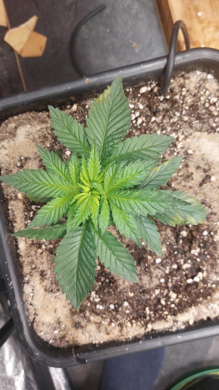 GorillaMelon. Week 3