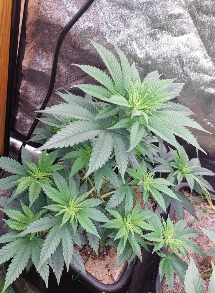 GorillaMelon. Week 7