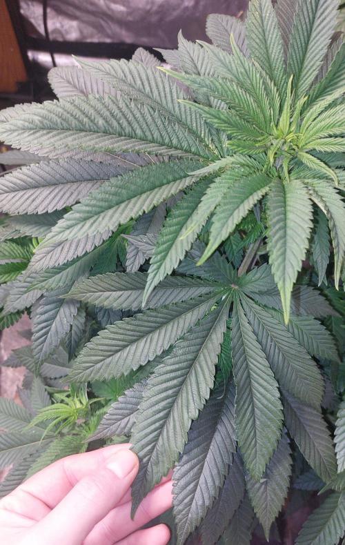 GorillaMelon. Week 8