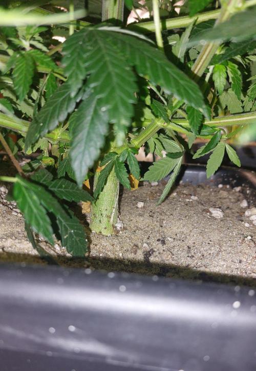 GorillaMelon. Week 8