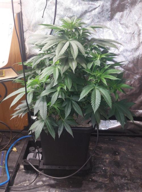 GorillaMelon. Week 8 - Mit Licht an