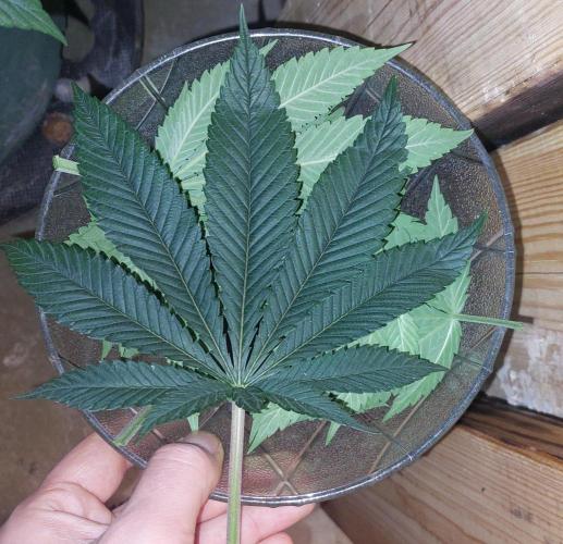 GorillaMelon. Week 8