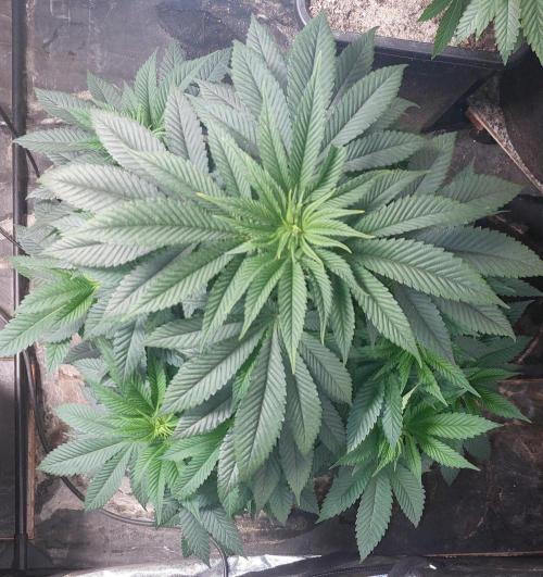 GorillaMelon. Week 8