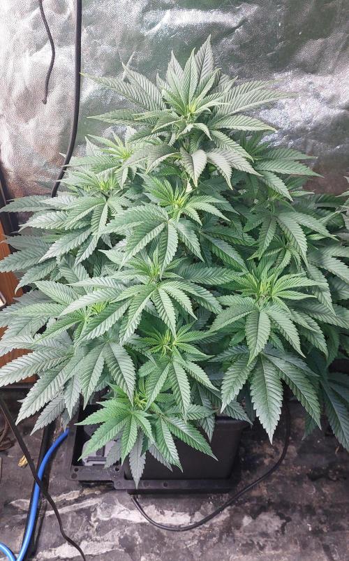 GorillaMelon. Week 9 - Vor der Entlaubung