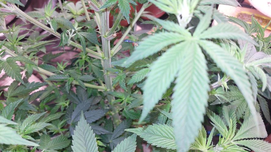 GorillaMelon. Week 9 - Vor der Entlaubung