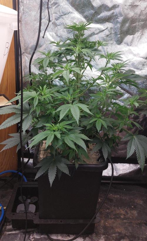 GorillaMelon. Week 9 - Nach der Entlaubung