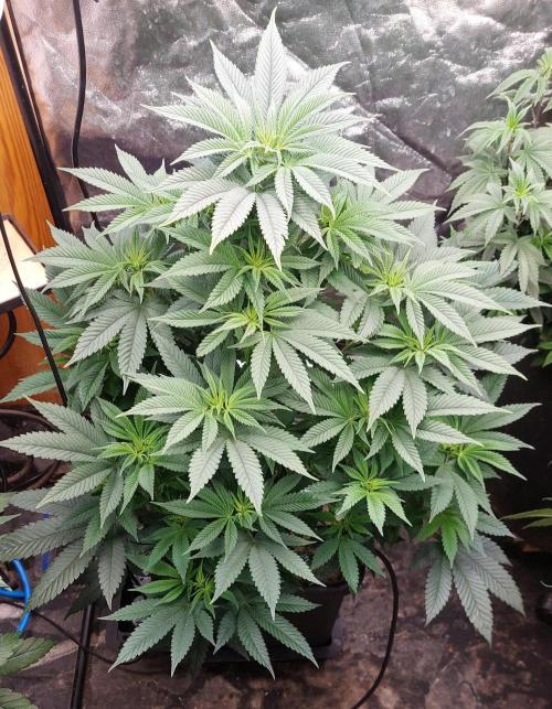 GorillaMelon. Week 10