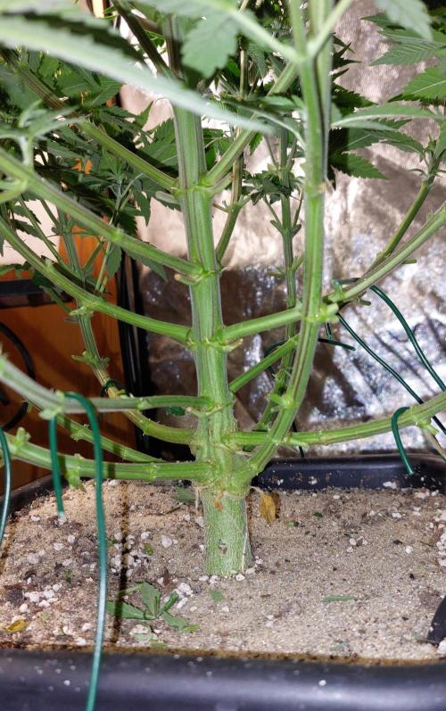 GorillaMelon. Week 10 - Das ist der geringste Internodiden Abstand den ich je hatte:o