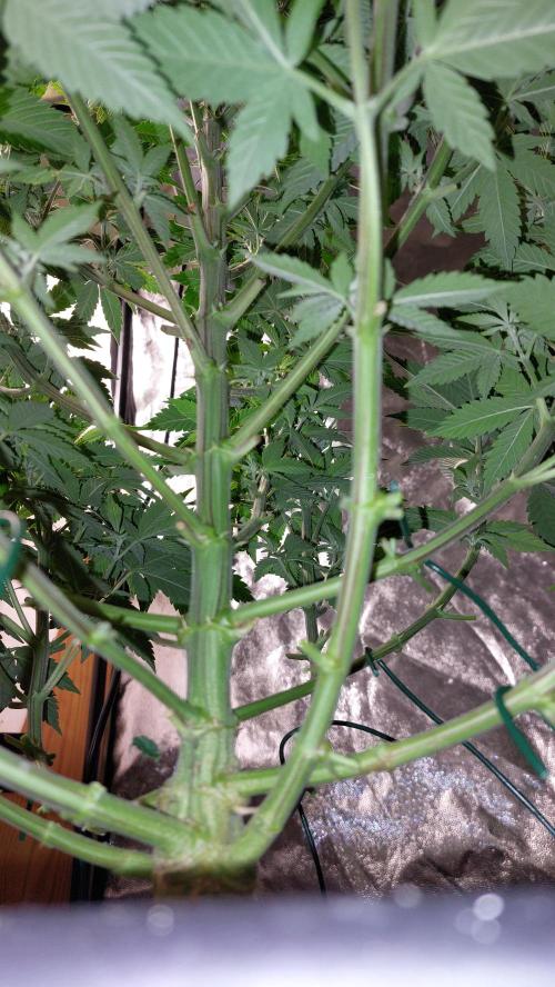 GorillaMelon. Week 10