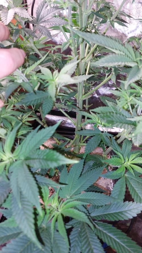 GorillaMelon. Week 10 - Nach neuer entlaubung 