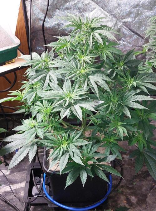 GorillaMelon. Week 10 - Nach zweiter entlaubung