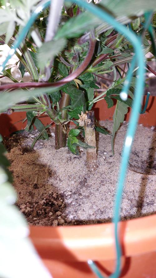 TerpgasmStecki. Week 4 - Ich hab den Stecki in den alten Topf der Forbidden Punch gepflanzt :D