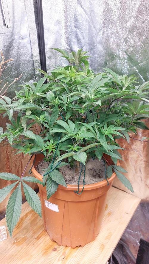 TerpgasmStecki. Week 4