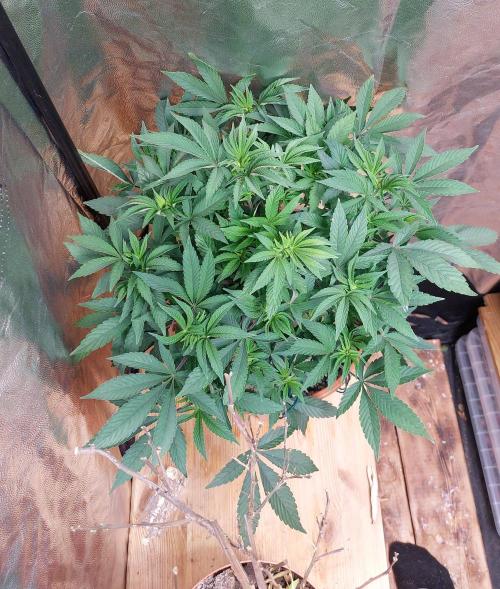 TerpgasmStecki. Week 4