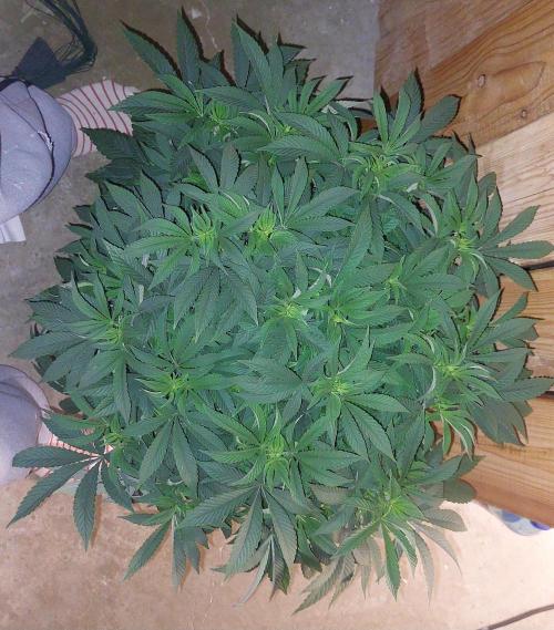 TerpgasmStecki. Week 5