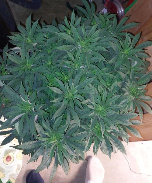 TerpgasmStecki. Week 6 - Vor entlaubung