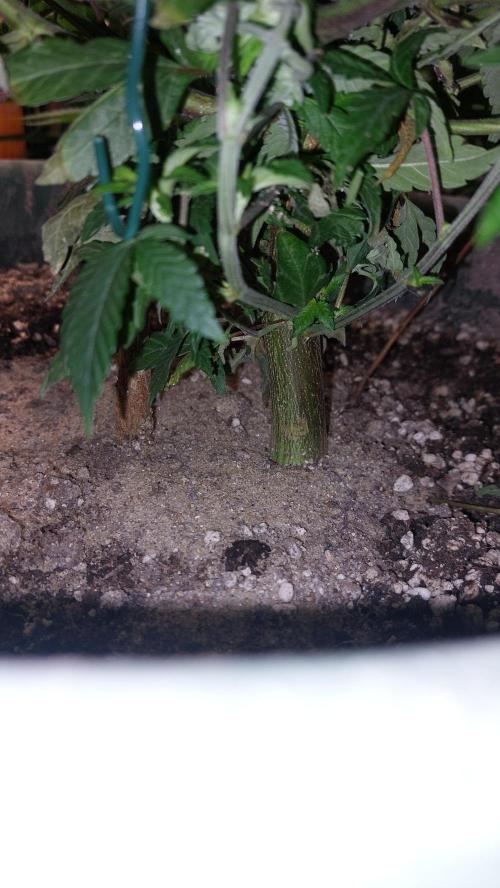 TerpgasmStecki. Week 6