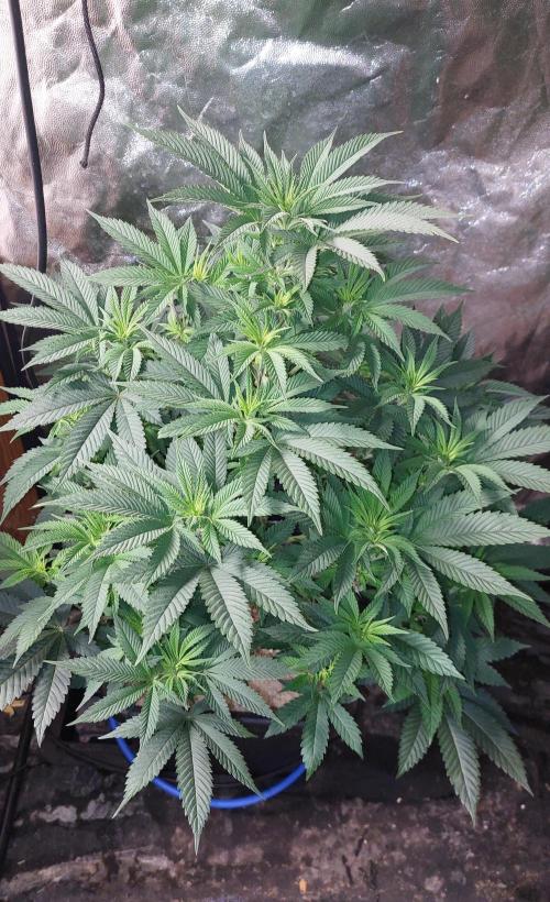 GorillaMelon. Week 11